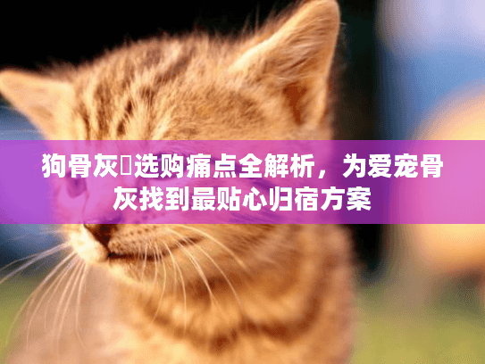 狗骨灰櫃选购痛点全解析，为爱宠骨灰找到最贴心归宿方案