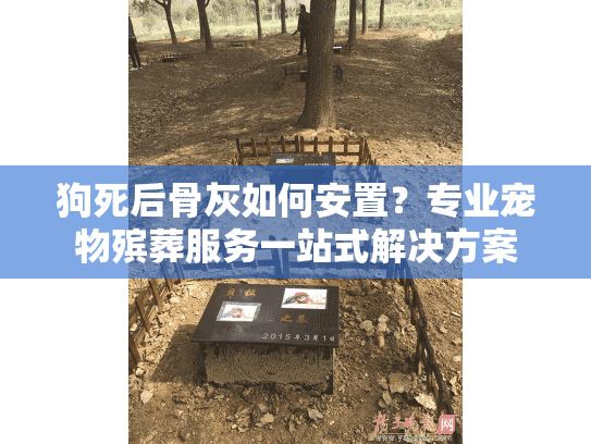 狗死后骨灰如何安置？专业宠物殡葬服务一站式解决方案