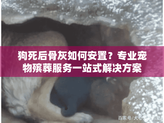 狗死后骨灰如何安置？专业宠物殡葬服务一站式解决方案