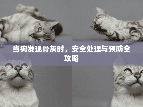 当狗发现骨灰时，安全处理与预防全攻略