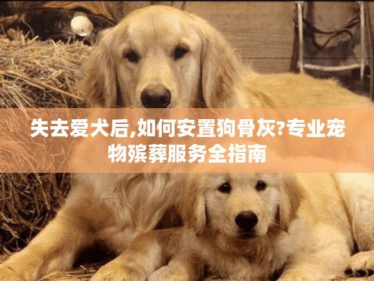 失去爱犬后,如何安置狗骨灰?专业宠物殡葬服务全指南 失去爱犬后,如何安置狗骨灰?专业宠物殡葬服务全指南