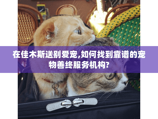 在佳木斯送别爱宠,如何找到靠谱的宠物善终服务机构?