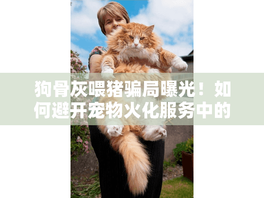 狗骨灰喂猪骗局曝光！如何避开宠物火化服务中的4大猫腻
