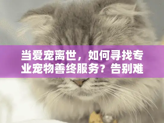 当爱宠离世，如何寻找专业宠物善终服务？告别难题全指南