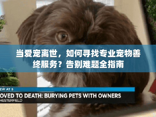 当爱宠离世，如何寻找专业宠物善终服务？告别难题全指南