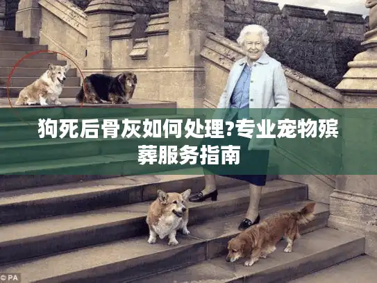 狗死后骨灰如何处理?专业宠物殡葬服务指南