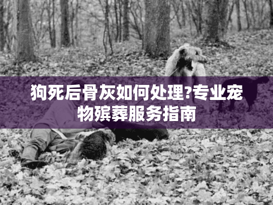 狗死后骨灰如何处理?专业宠物殡葬服务指南