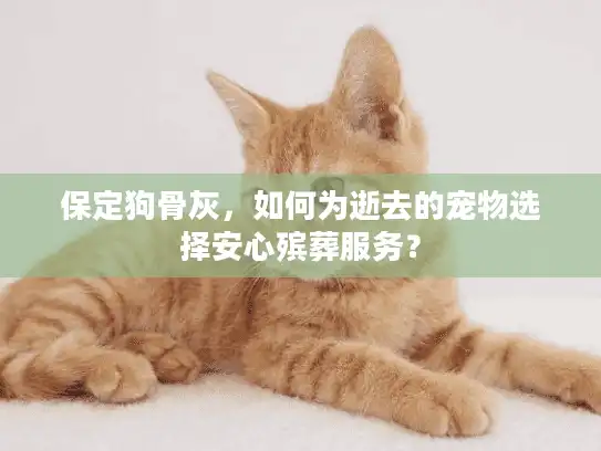 保定狗骨灰，如何为逝去的宠物选择安心殡葬服务？