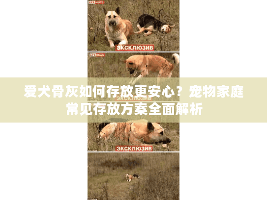 爱犬骨灰如何存放更安心？宠物家庭常见存放方案全面解析