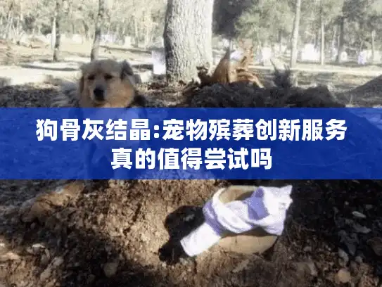 狗骨灰结晶:宠物殡葬创新服务真的值得尝试吗
