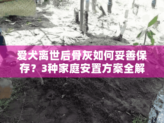 爱犬离世后骨灰如何妥善保存?3种家庭安置方案全解析 爱犬离世后骨灰如何妥善保存?3种家庭安置方案全解析