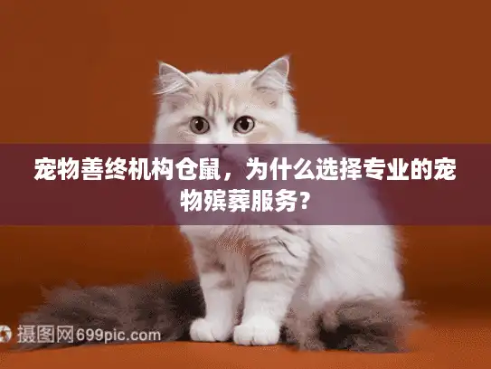 宠物善终机构仓鼠，为什么选择专业的宠物殡葬服务？