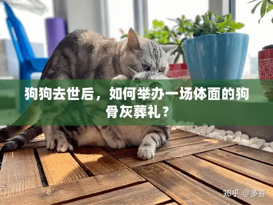 狗狗去世后,如何举办一场体面的狗骨灰葬礼? 狗狗去世后,如何举办一场体面的狗骨灰葬礼?