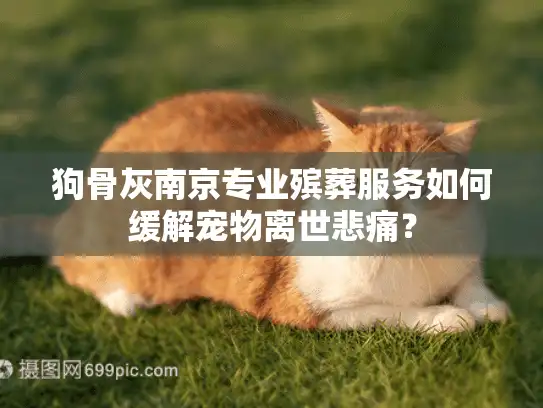 狗骨灰南京专业殡葬服务如何缓解宠物离世悲痛? 狗骨灰南京专业殡葬服务如何缓解宠物离世悲痛?