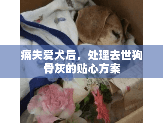 痛失爱犬后，处理去世狗骨灰的贴心方案