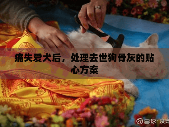 痛失爱犬后，处理去世狗骨灰的贴心方案