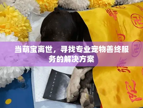 当萌宝离世，寻找专业宠物善终服务的解决方案