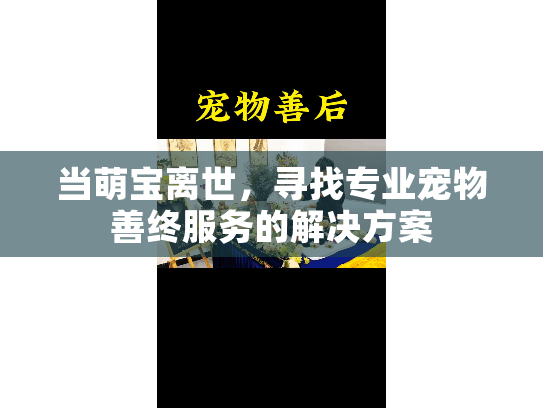 当萌宝离世，寻找专业宠物善终服务的解决方案