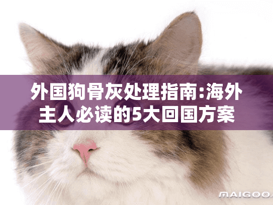 外国狗骨灰处理指南:海外主人必读的5大回国方案 外国狗骨灰处理指南:海外主人必读的5大回国方案