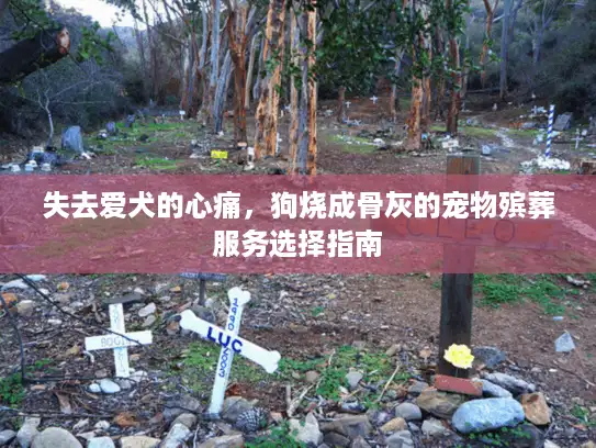 失去爱犬的心痛，狗烧成骨灰的宠物殡葬服务选择指南