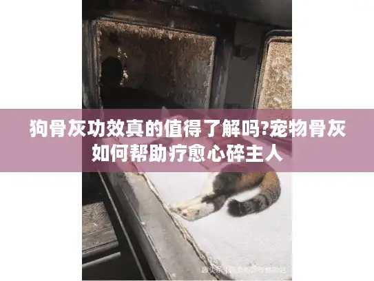 狗骨灰功效真的值得了解吗?宠物骨灰如何帮助疗愈心碎主人