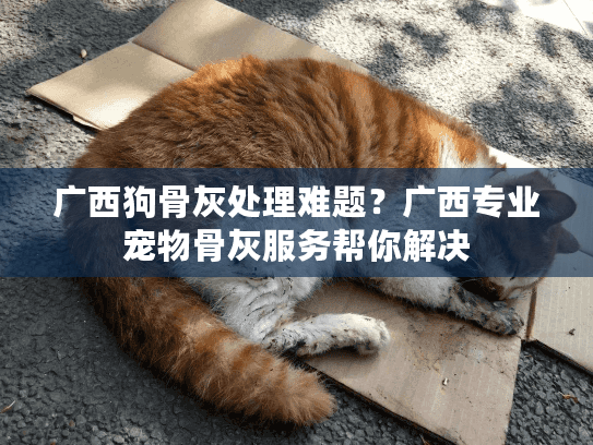 广西狗骨灰处理难题？广西专业宠物骨灰服务帮你解决
