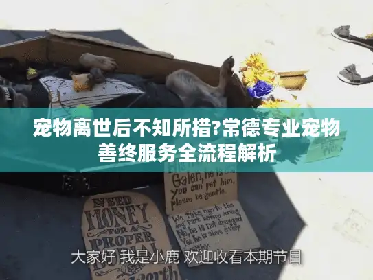 宠物离世后不知所措?常德专业宠物善终服务全流程解析