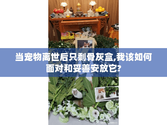 当宠物离世后只剩骨灰盒,我该如何面对和妥善安放它?