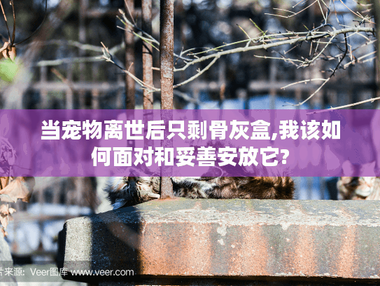 当宠物离世后只剩骨灰盒,我该如何面对和妥善安放它?