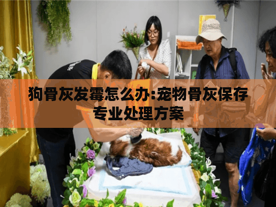 狗骨灰发霉怎么办:宠物骨灰保存专业处理方案