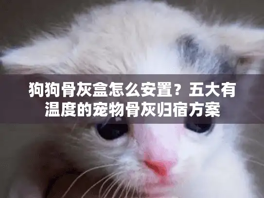 狗狗骨灰盒怎么安置?五大有温度的宠物骨灰归宿方案 狗狗骨灰盒怎么安置?五大有温度的宠物骨灰归宿方案