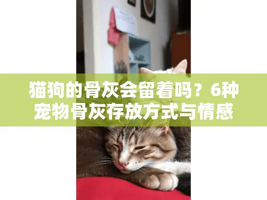 猫狗的骨灰会留着吗？6种宠物骨灰存放方式与情感价值解析
