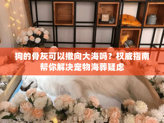 狗的骨灰可以撒向大海吗？权威指南帮你解决宠物海葬疑虑