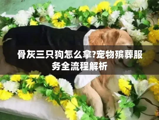 骨灰三只狗怎么拿?宠物殡葬服务全流程解析