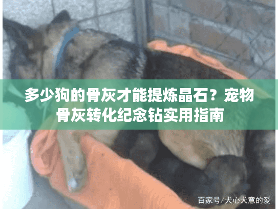 多少狗的骨灰才能提炼晶石？宠物骨灰转化纪念钻实用指南