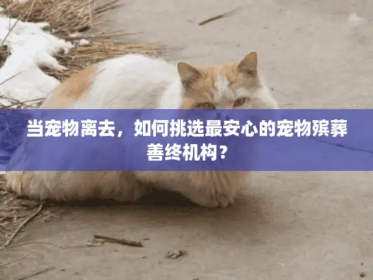 当宠物离去，如何挑选最安心的宠物殡葬善终机构？