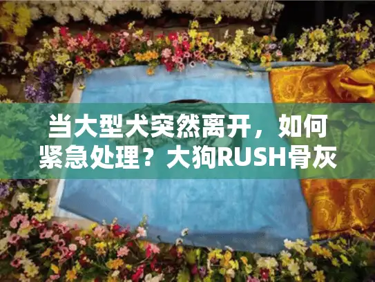 当大型犬突然离开，如何紧急处理？大狗RUSH骨灰级服务全流程解密