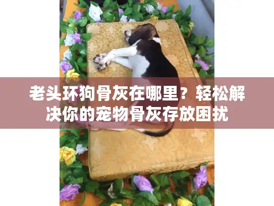 老头环狗骨灰在哪里？轻松解决你的宠物骨灰存放困扰