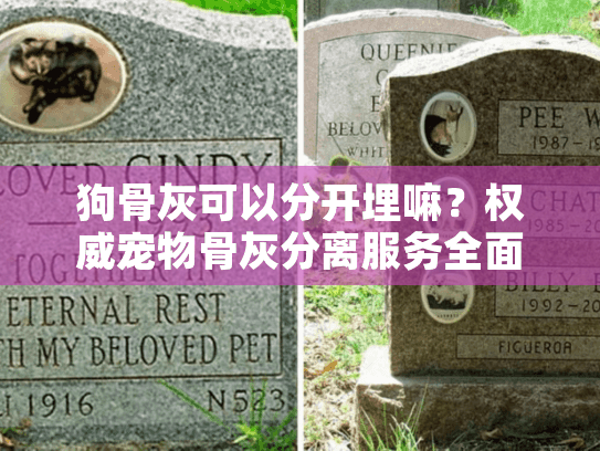 狗骨灰可以分开埋嘛？权威宠物骨灰分离服务全面解读