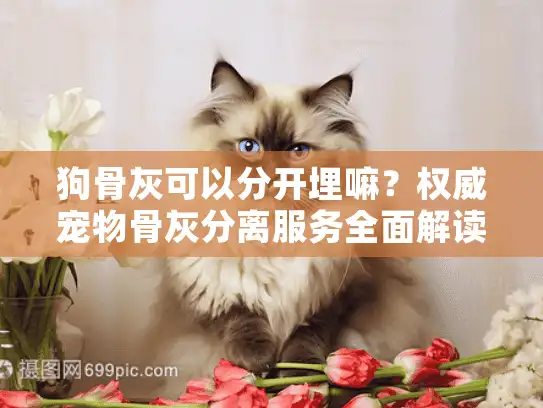 狗骨灰可以分开埋嘛？权威宠物骨灰分离服务全面解读