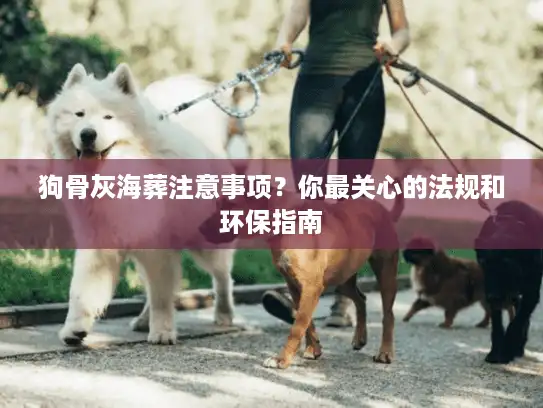 狗骨灰海葬注意事项?你最关心的法规和环保指南 狗骨灰海葬注意事项?你最关心的法规和环保指南