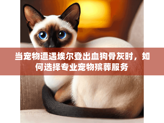 当宠物遭遇埃尔登出血狗骨灰时，如何选择专业宠物殡葬服务