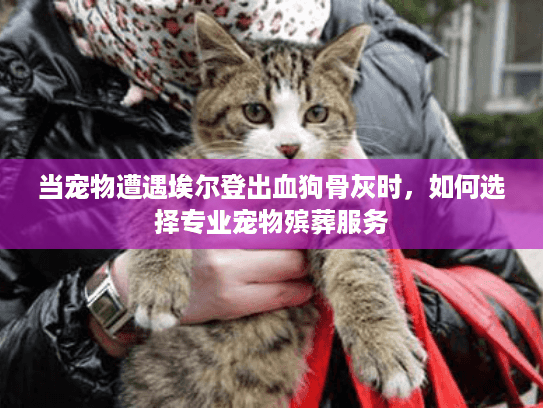 当宠物遭遇埃尔登出血狗骨灰时，如何选择专业宠物殡葬服务