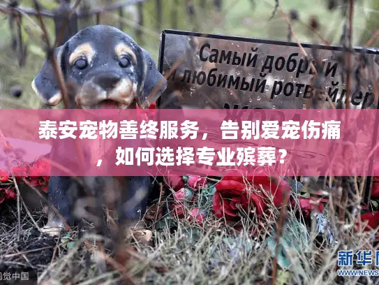 泰安宠物善终服务，告别爱宠伤痛，如何选择专业殡葬？
