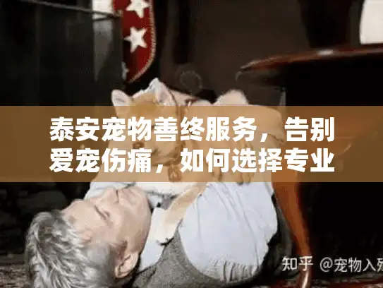 泰安宠物善终服务，告别爱宠伤痛，如何选择专业殡葬？
