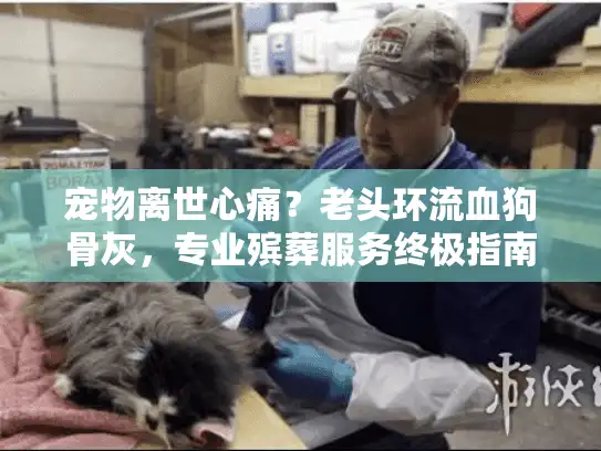宠物离世心痛？老头环流血狗骨灰，专业殡葬服务终极指南