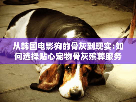 从韩国电影狗的骨灰到现实:如何选择贴心宠物骨灰殡葬服务