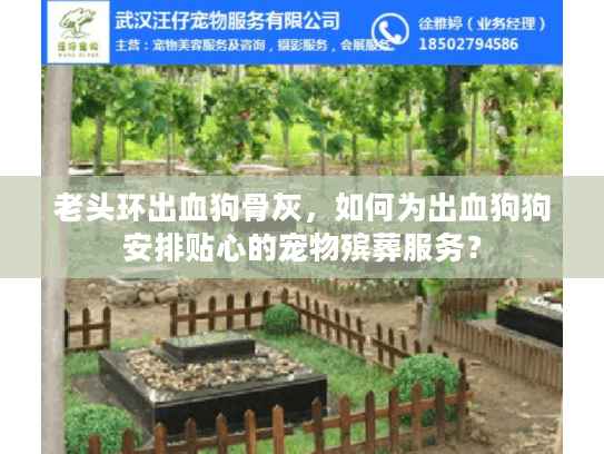 老头环出血狗骨灰，如何为出血狗狗安排贴心的宠物殡葬服务？