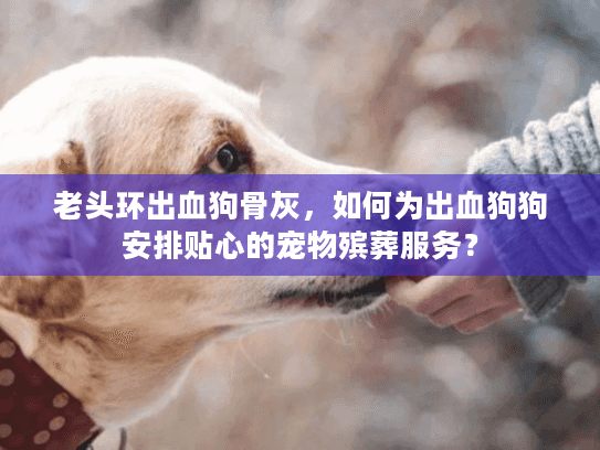 老头环出血狗骨灰，如何为出血狗狗安排贴心的宠物殡葬服务？