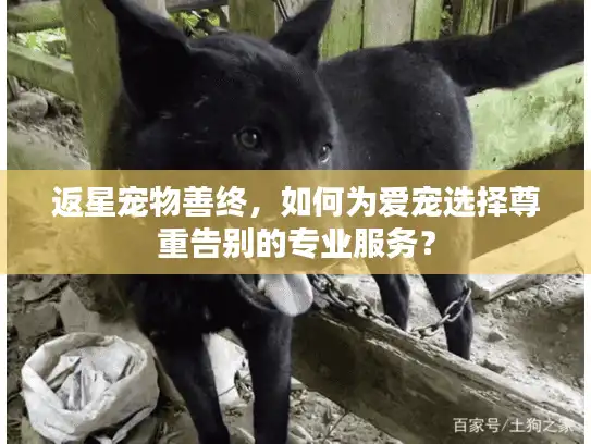 返星宠物善终，如何为爱宠选择尊重告别的专业服务？